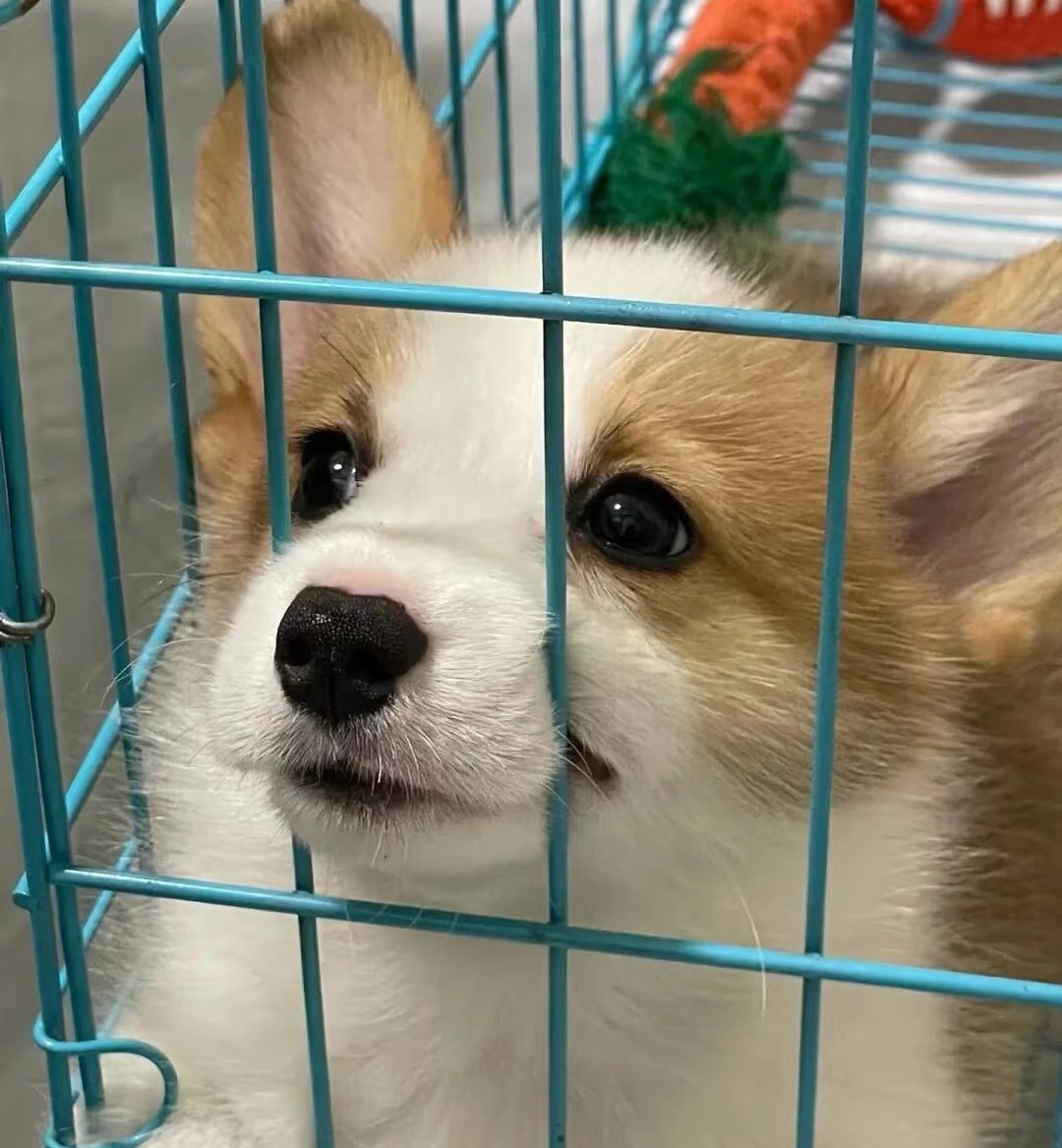 可爱柯基小短腿